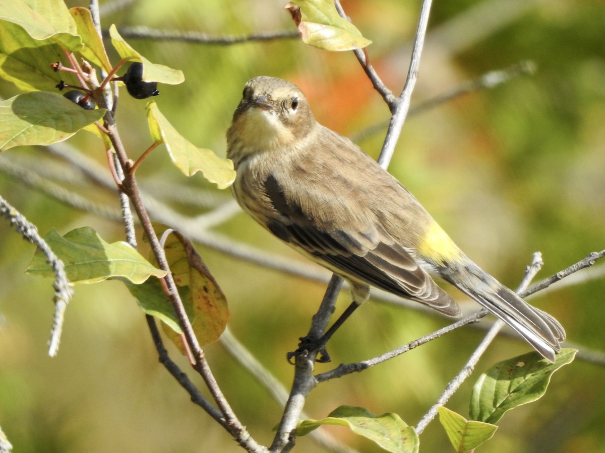 Yellow-rumped Warbler - ML642016994