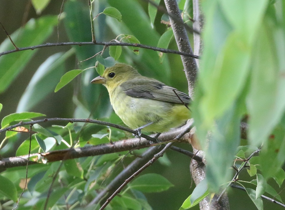 Scarlet Tanager - ML642016999