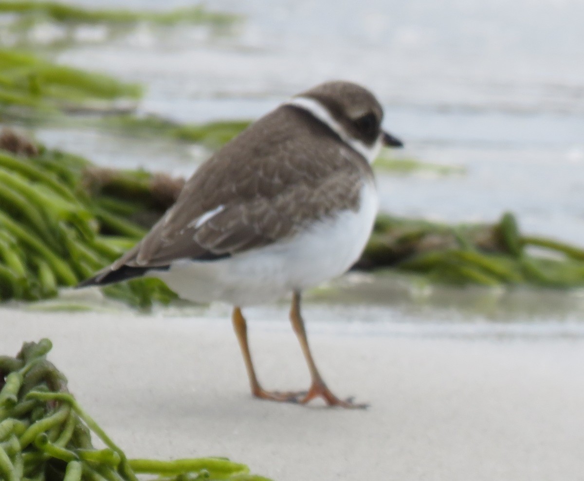 Semipalmated Plover - ML642017010