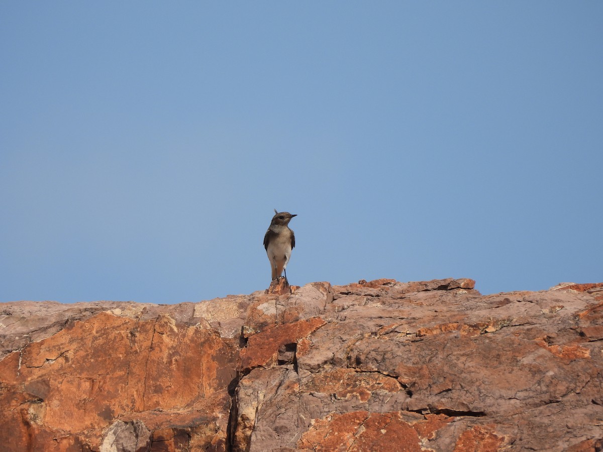 Variable Wheatear - ML642017019