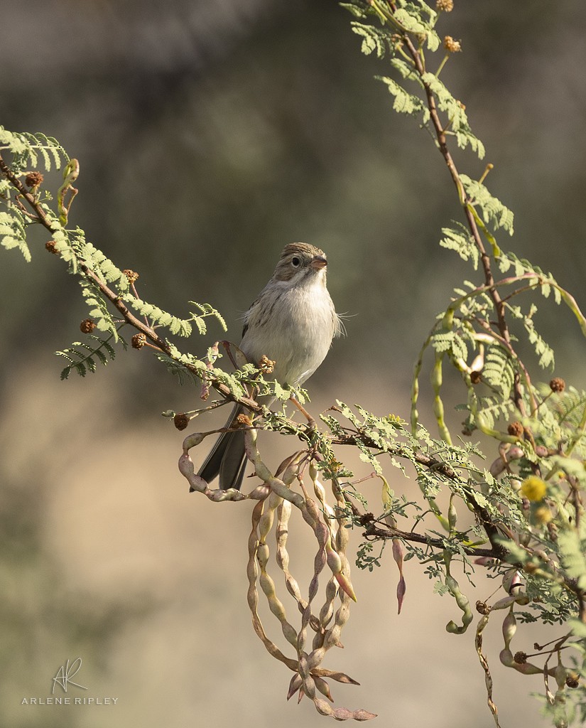 Brewer's Sparrow - ML642017051