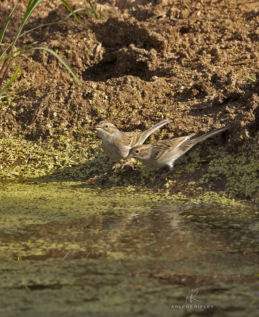 Brewer's Sparrow - ML642017054
