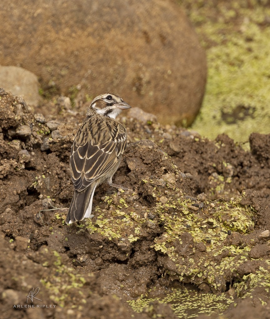 Lark Sparrow - ML642017062