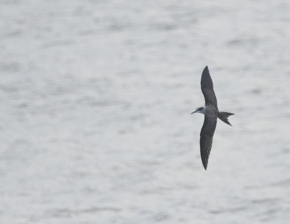 Bridled Tern - ML642017080
