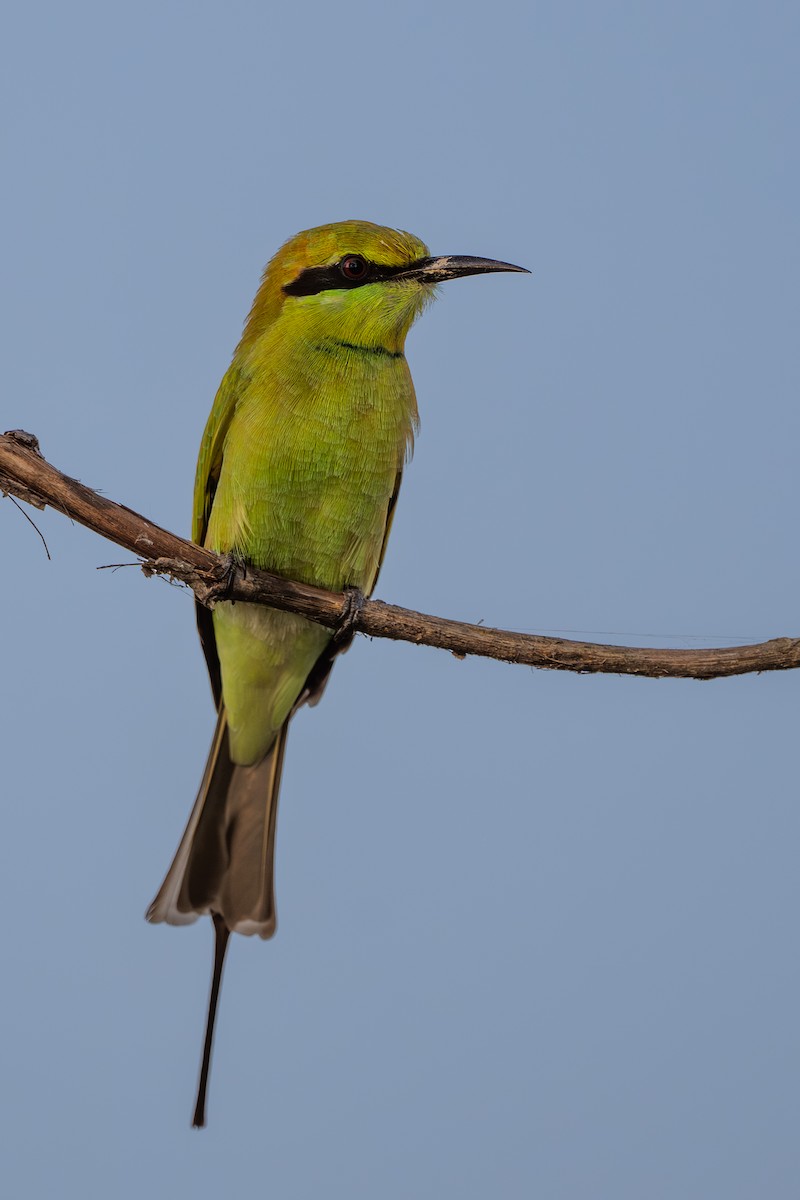 Asian Green Bee-eater - ML642017088