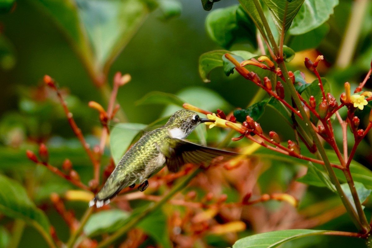Ruby-throated Hummingbird - ML642017095