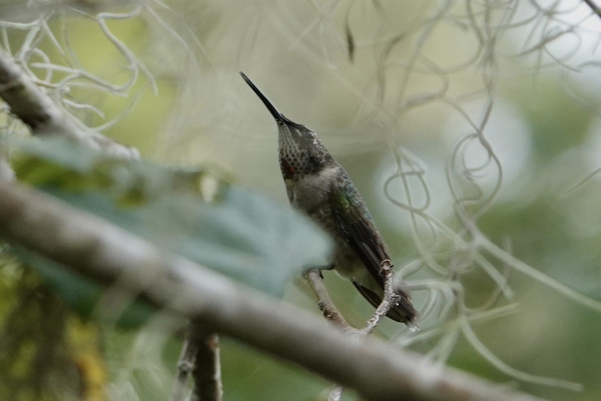 Ruby-throated Hummingbird - ML642017098
