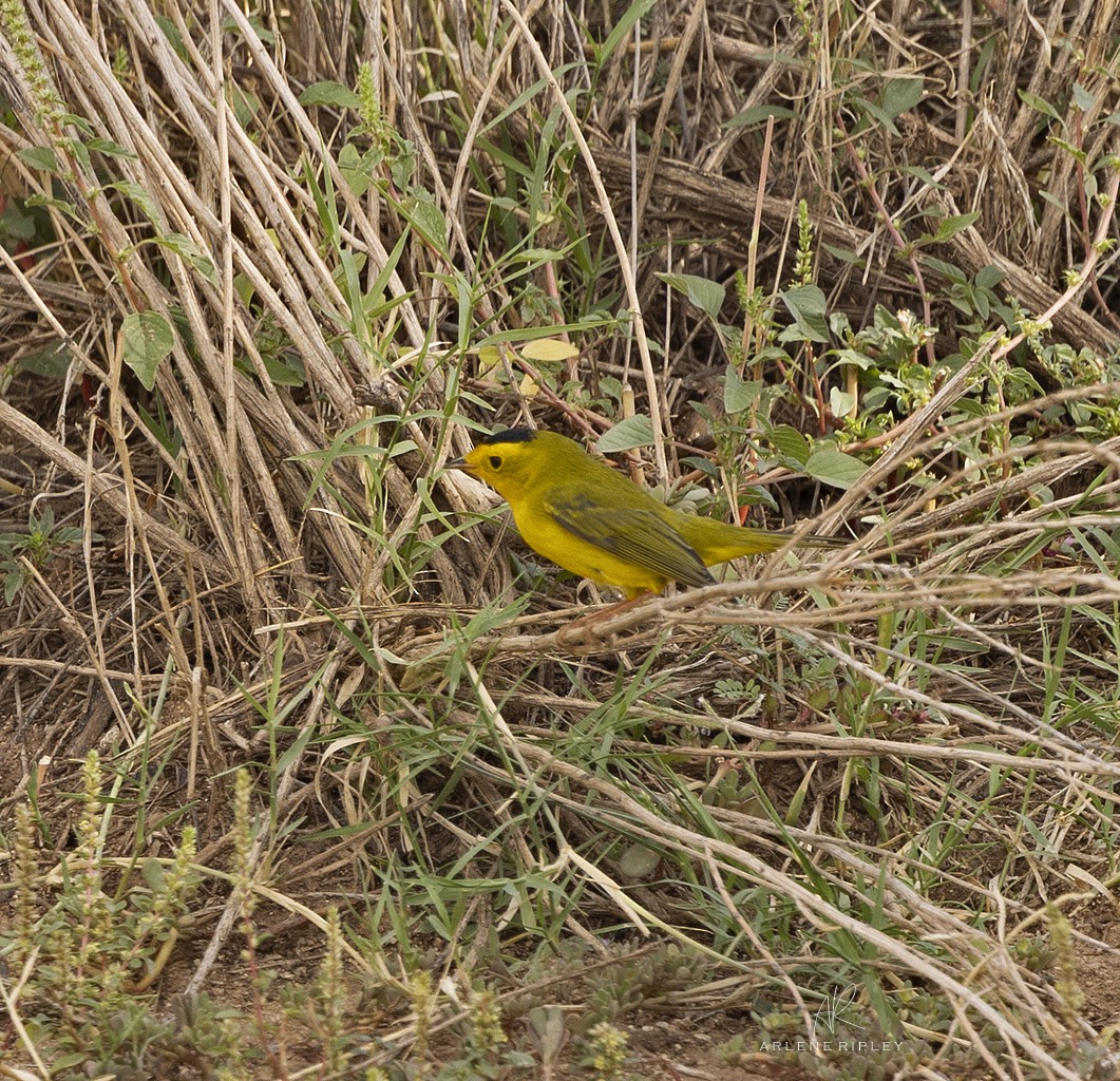 Wilson's Warbler - ML642017104