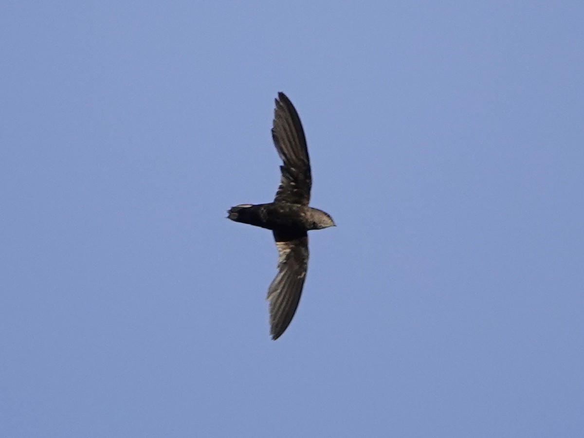 Gray-rumped Swift - ML642017116