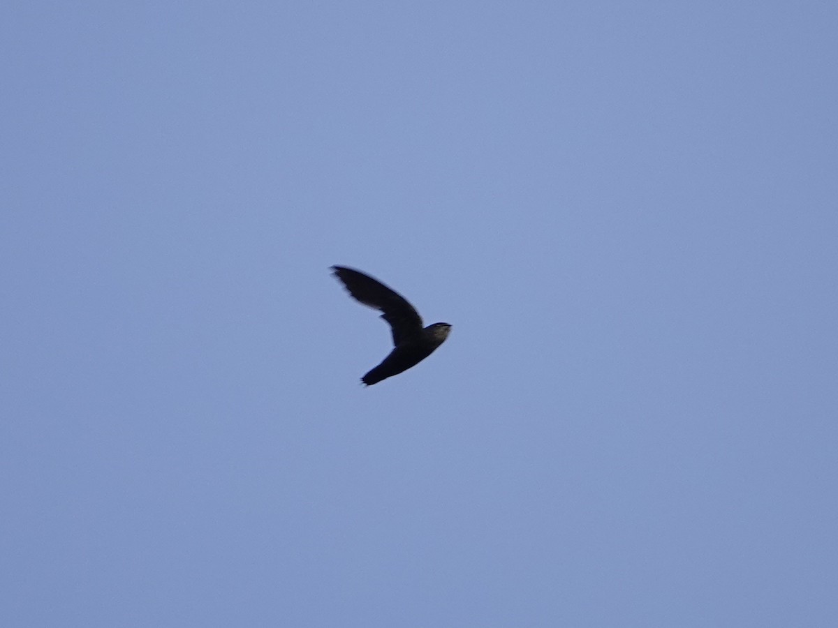 Gray-rumped Swift - ML642017117