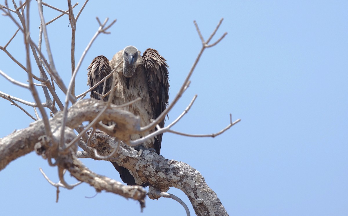 White-headed Vulture - ML642017128
