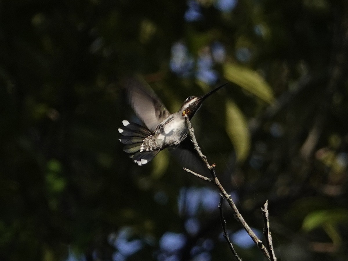 Long-billed Starthroat - ML642017132