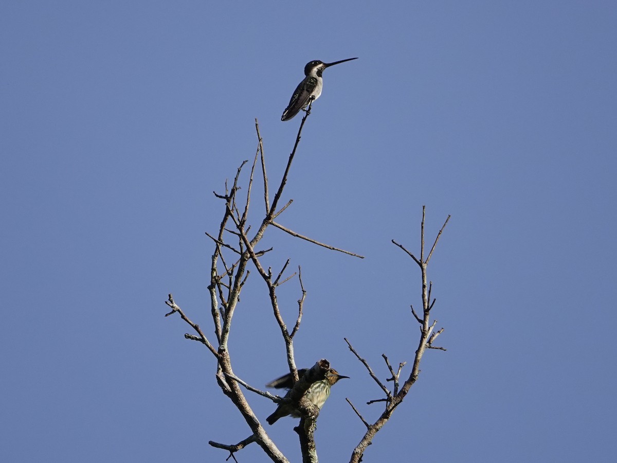 Long-billed Starthroat - ML642017133
