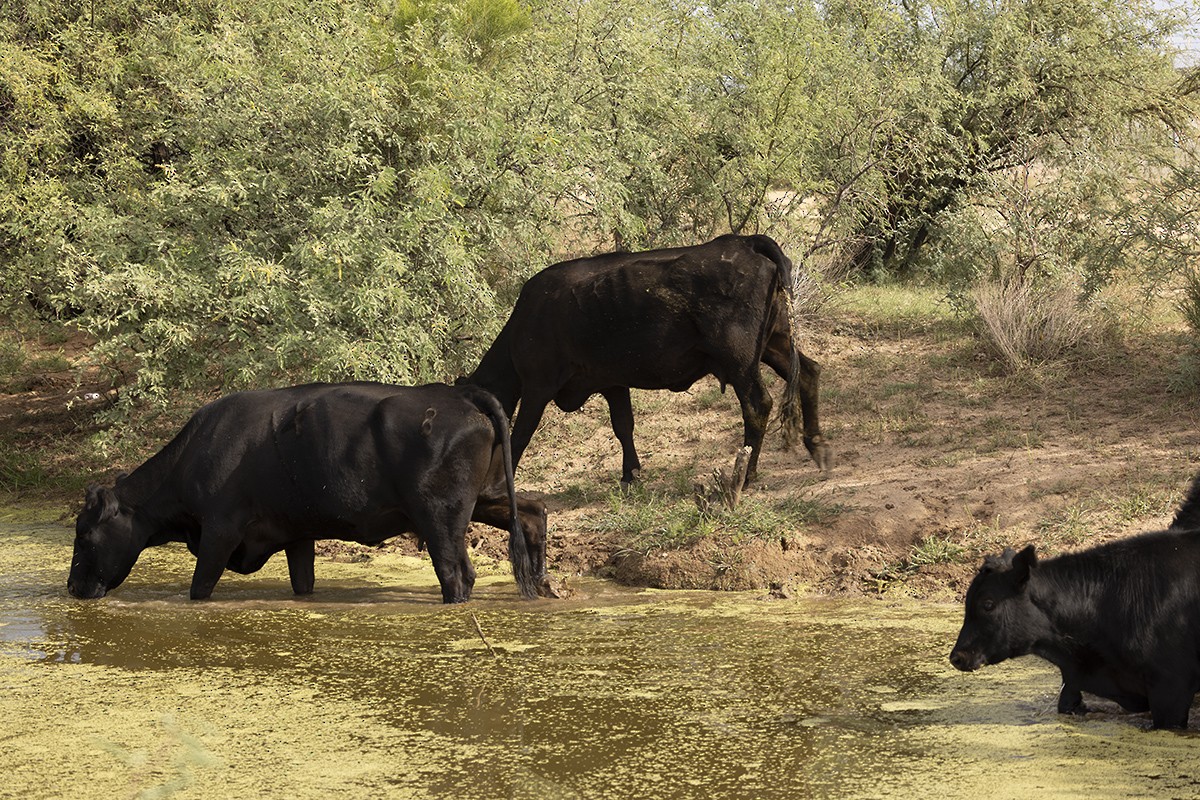 Domestic Cattle - ML642017136