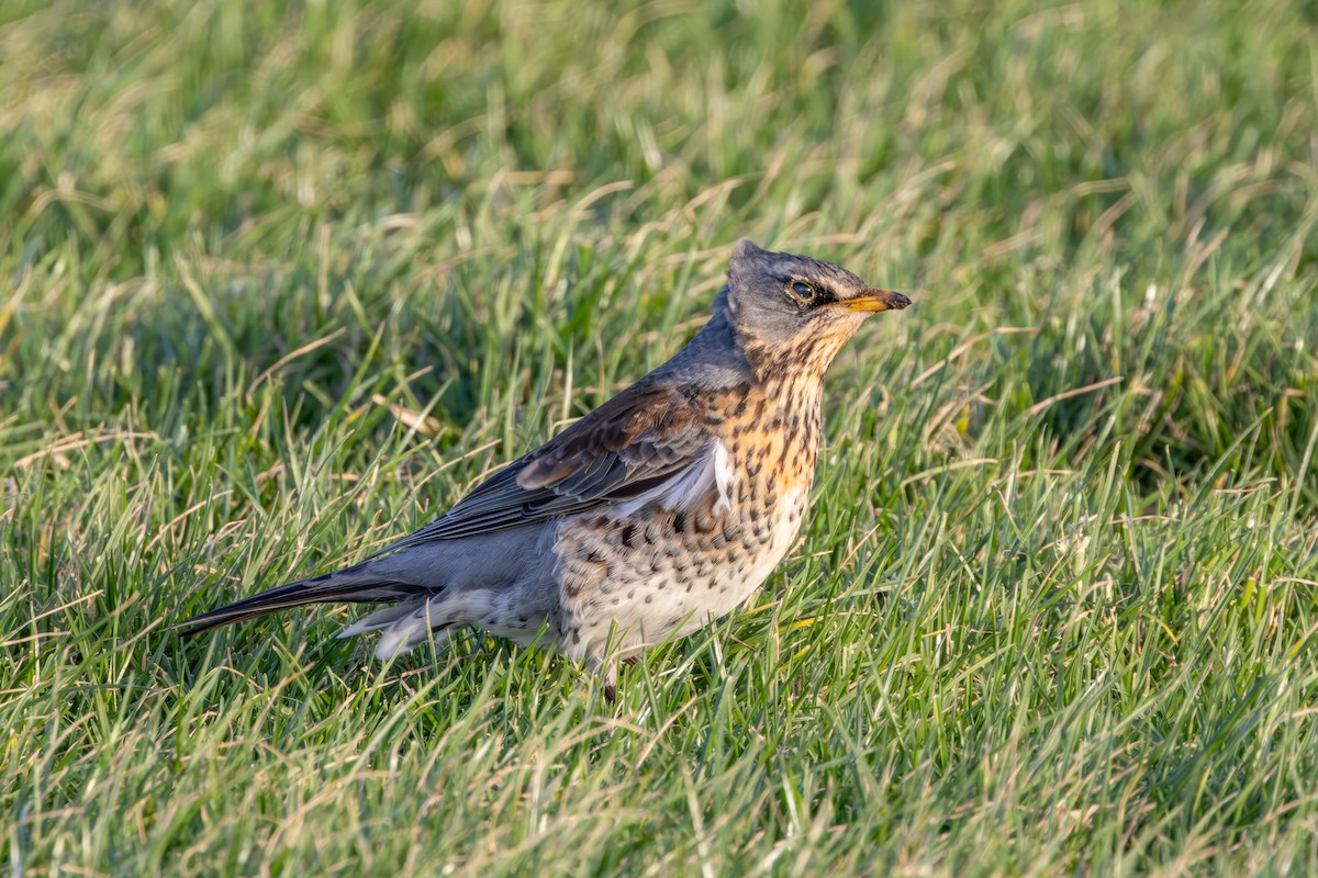 Fieldfare - ML642017139