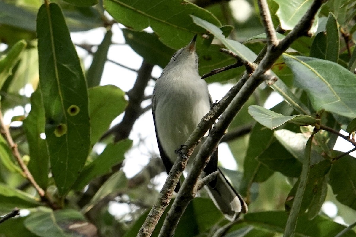 Blue-gray Gnatcatcher - ML642017144