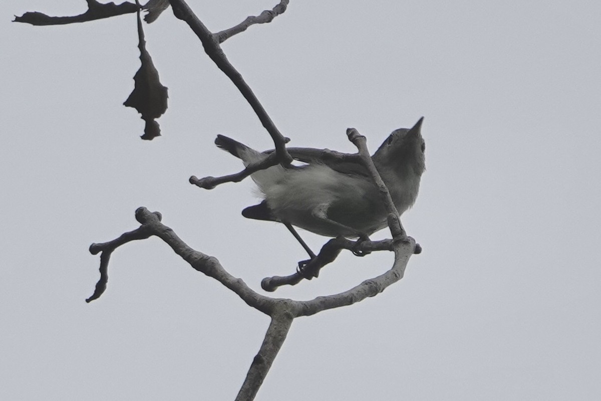 Blue-gray Gnatcatcher - ML642017146