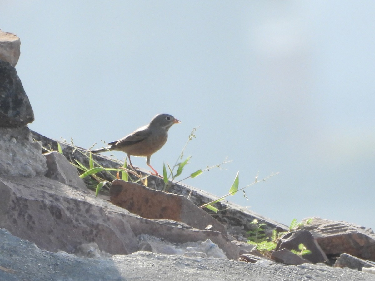Gray-necked Bunting - ML642017147