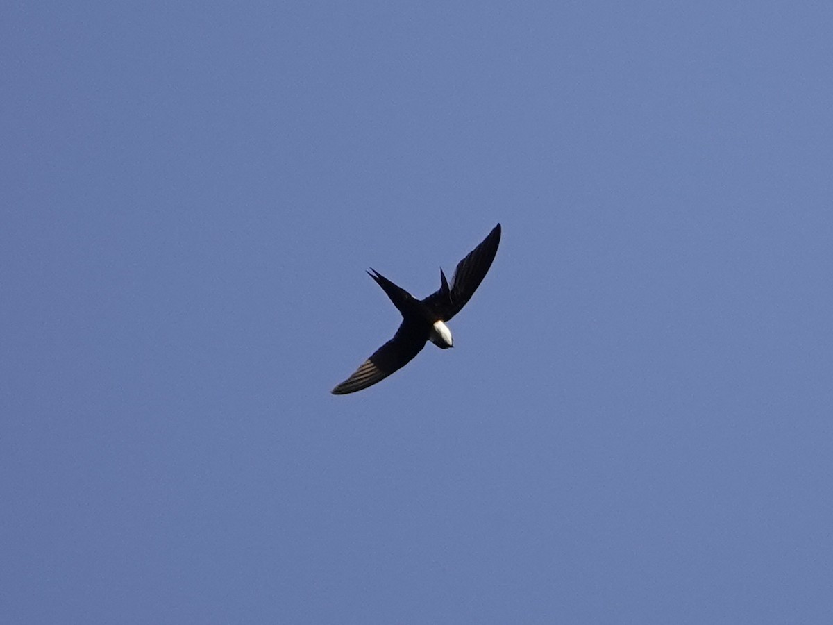 Lesser Swallow-tailed Swift - ML642017148