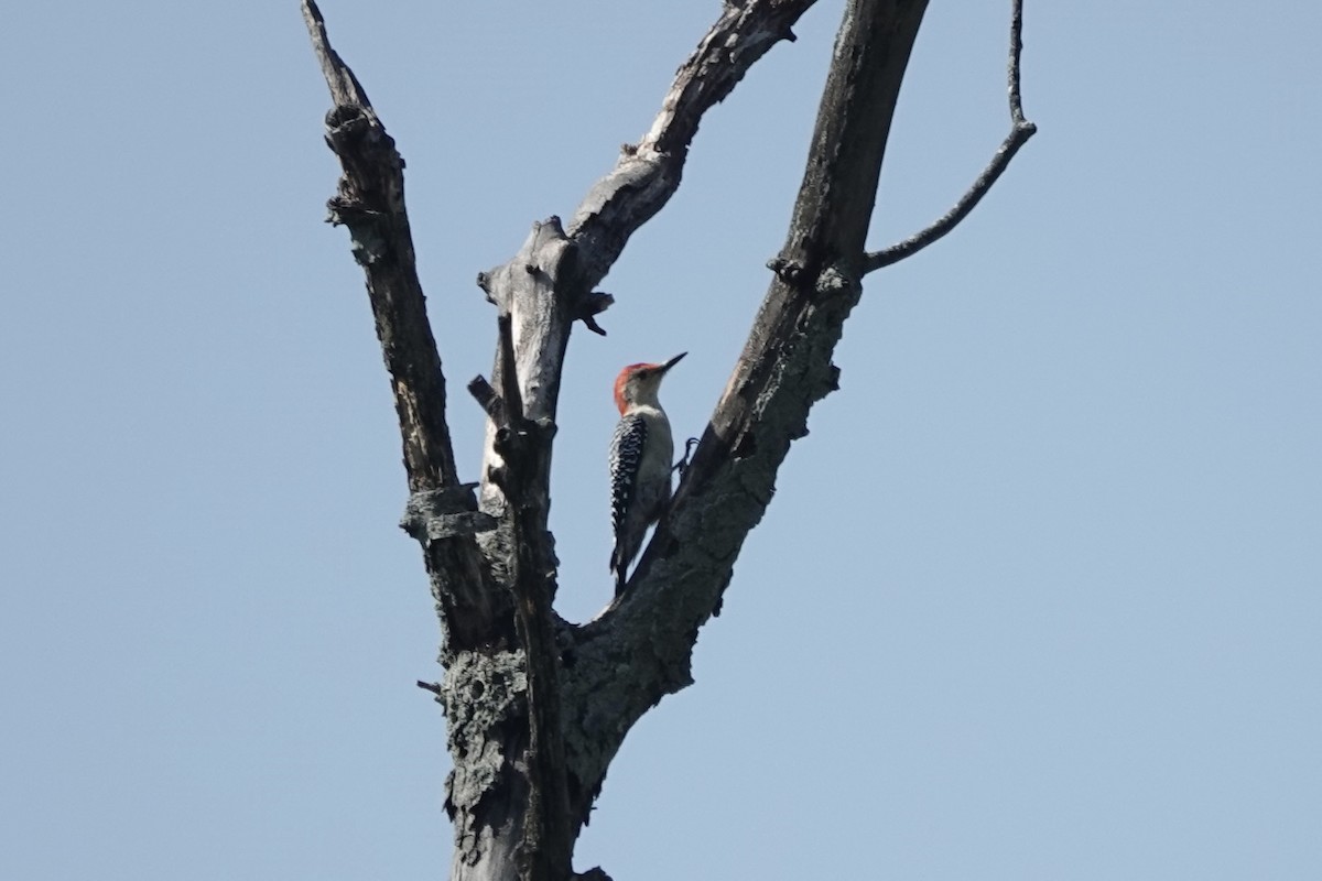 Red-bellied Woodpecker - ML642017150
