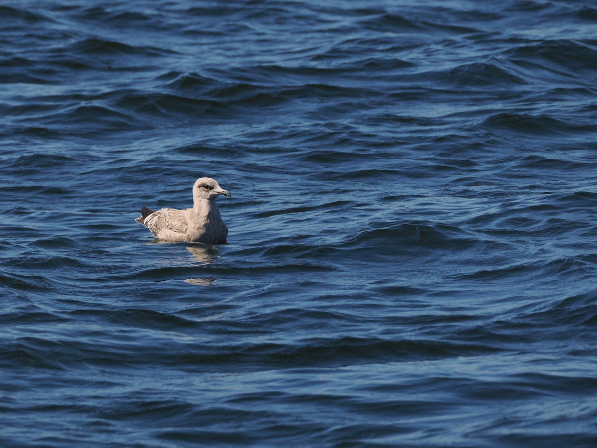 American Herring Gull - ML642017151