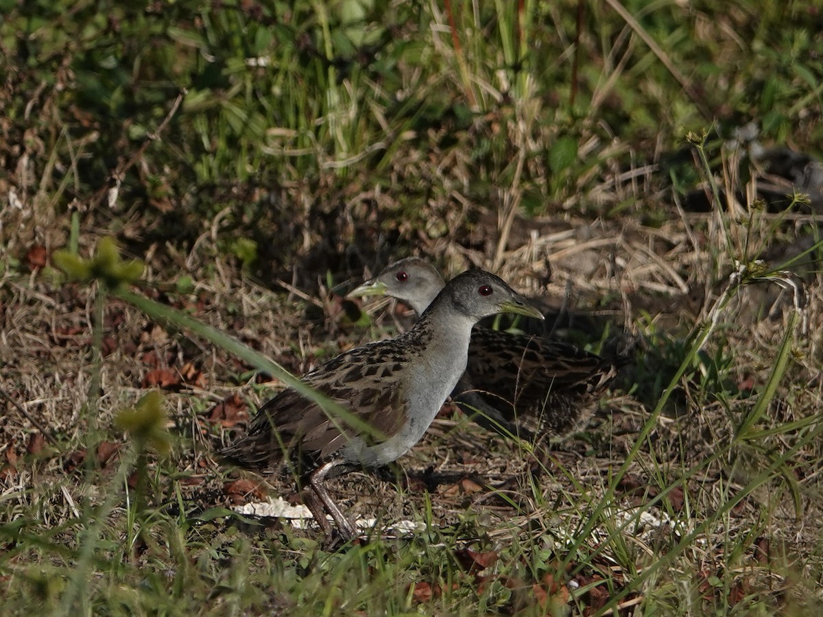 Ash-throated Crake - ML642017154