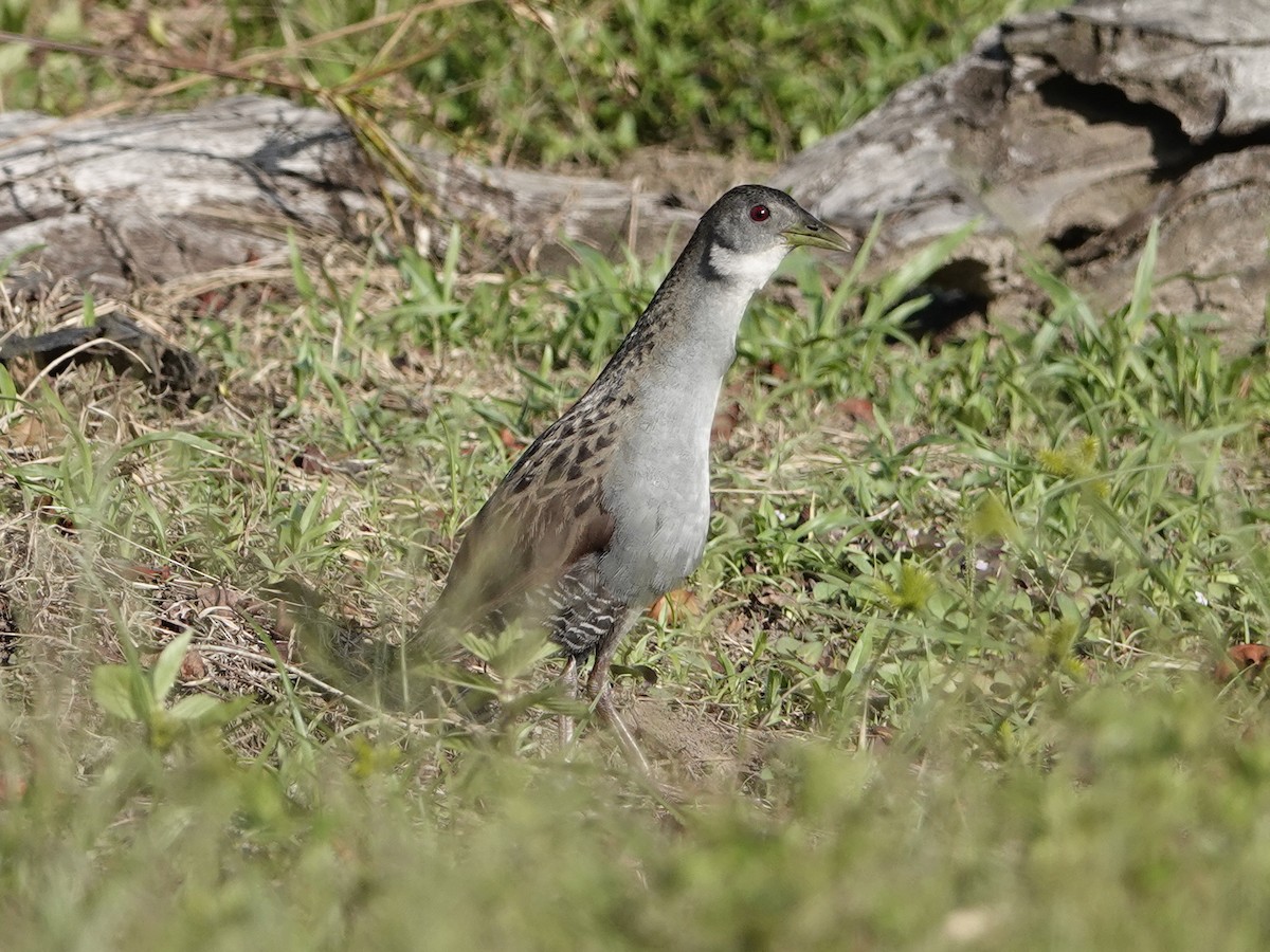Ash-throated Crake - ML642017155