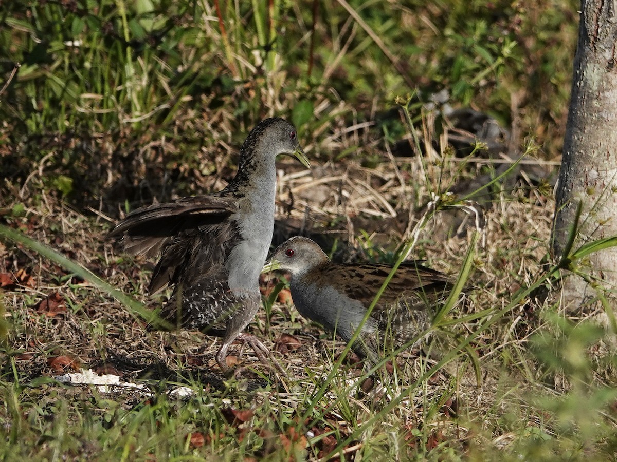Ash-throated Crake - ML642017156