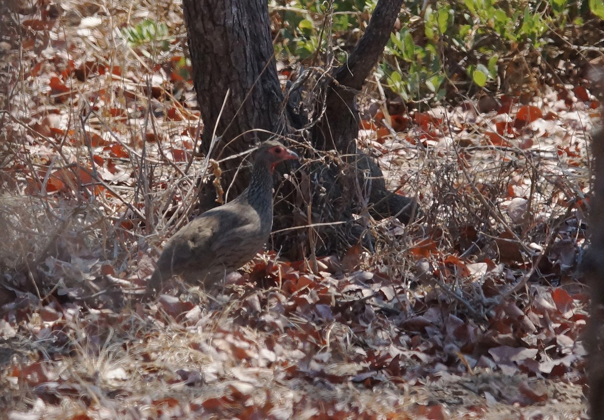Swainson's Spurfowl - ML642017157