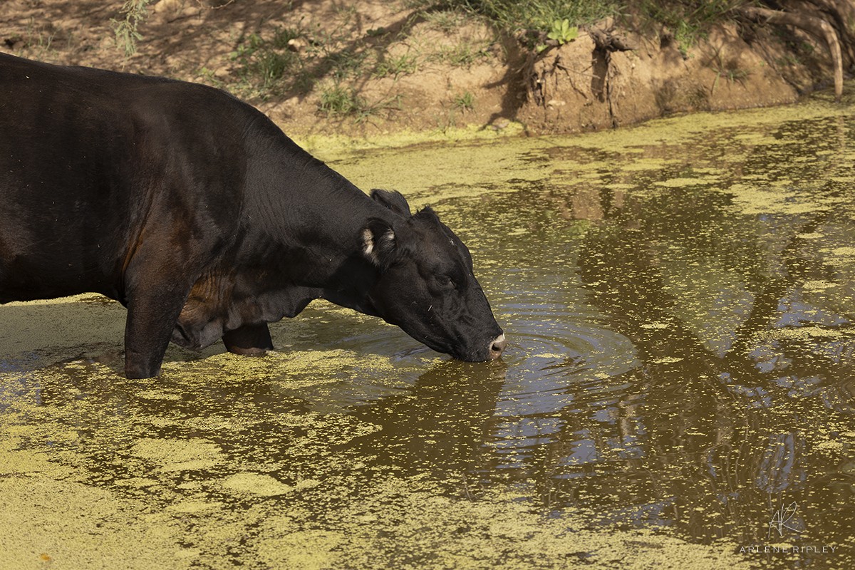 Domestic Cattle - ML642017158