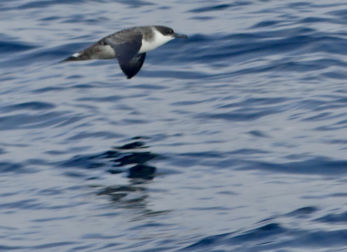Great Shearwater - ML642017161