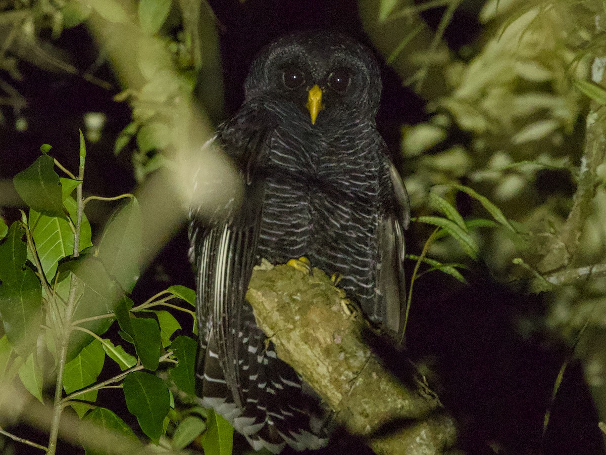 Black-banded Owl - ML642017162
