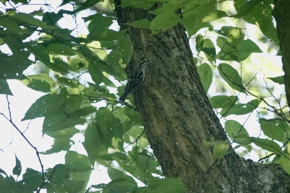 Black-and-white Warbler - ML642017163