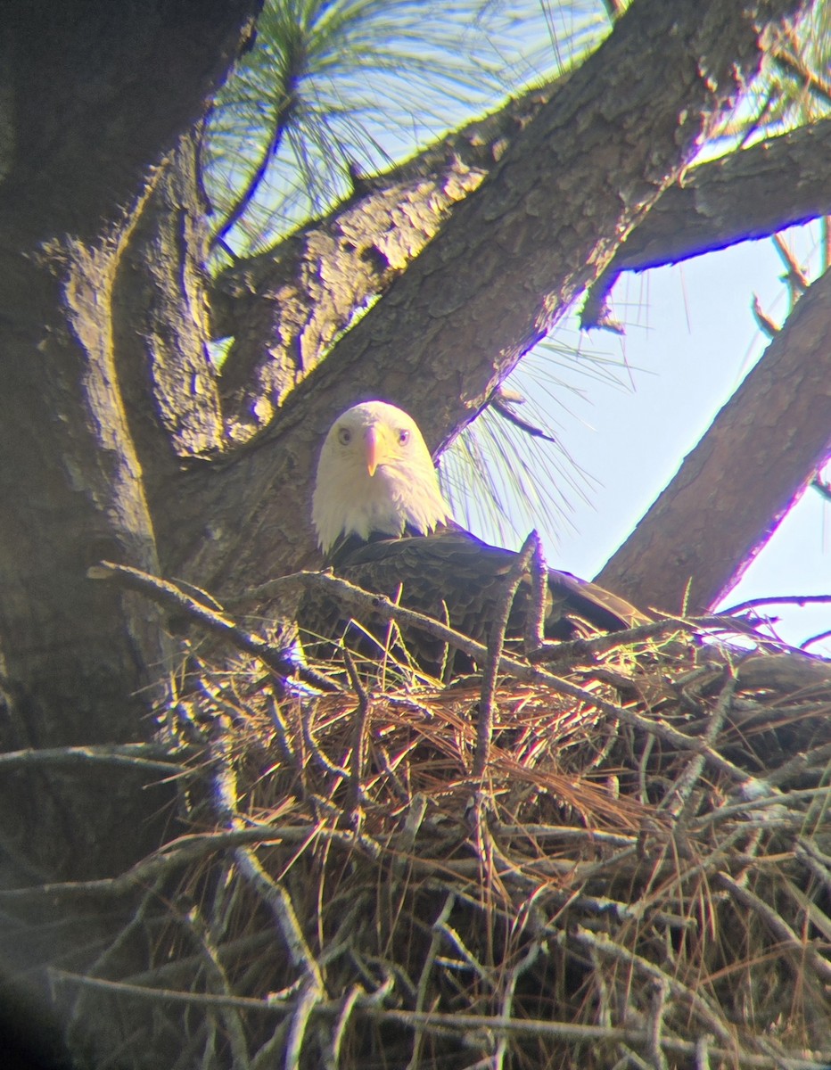 Bald Eagle - ML642017165
