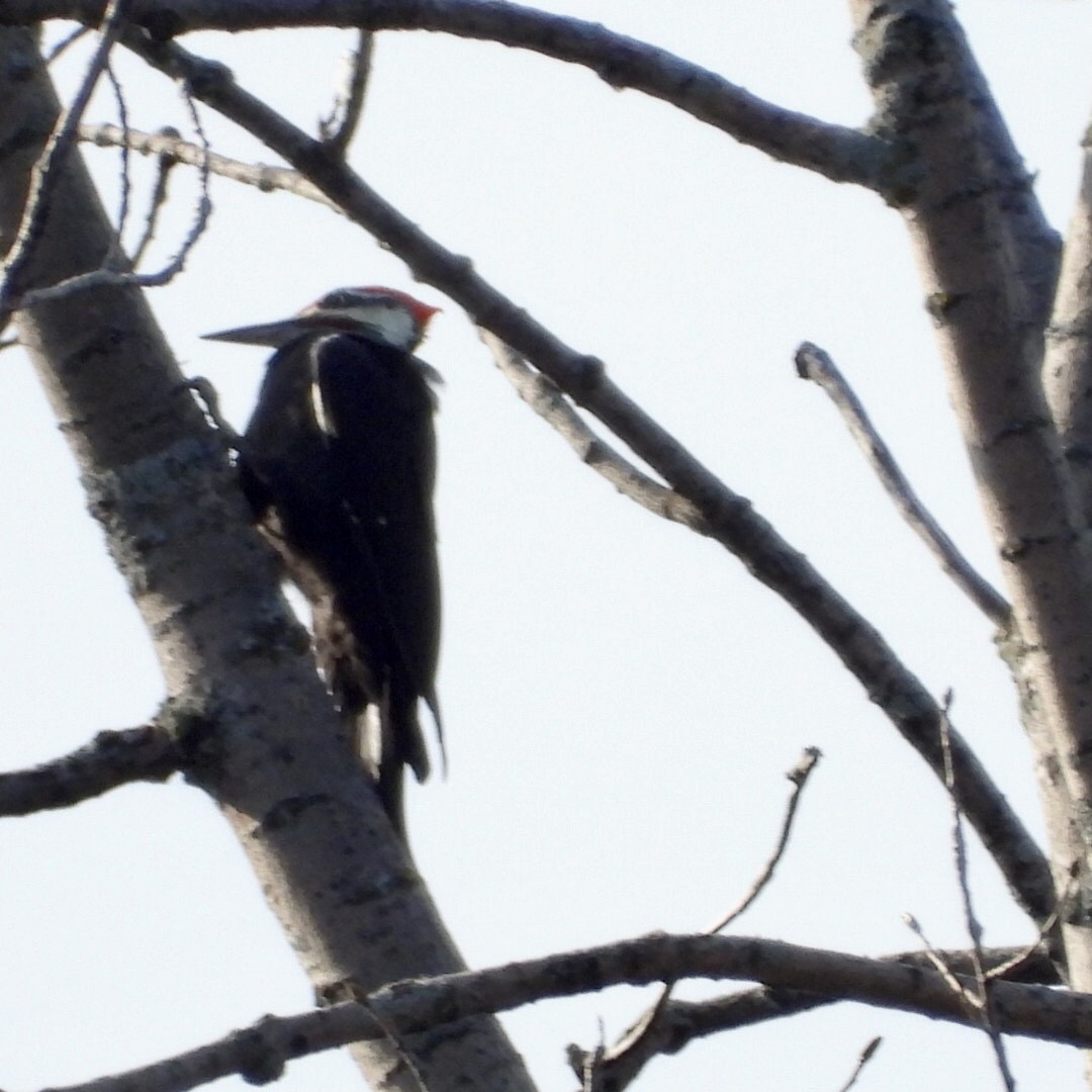 Pileated Woodpecker - ML642017168