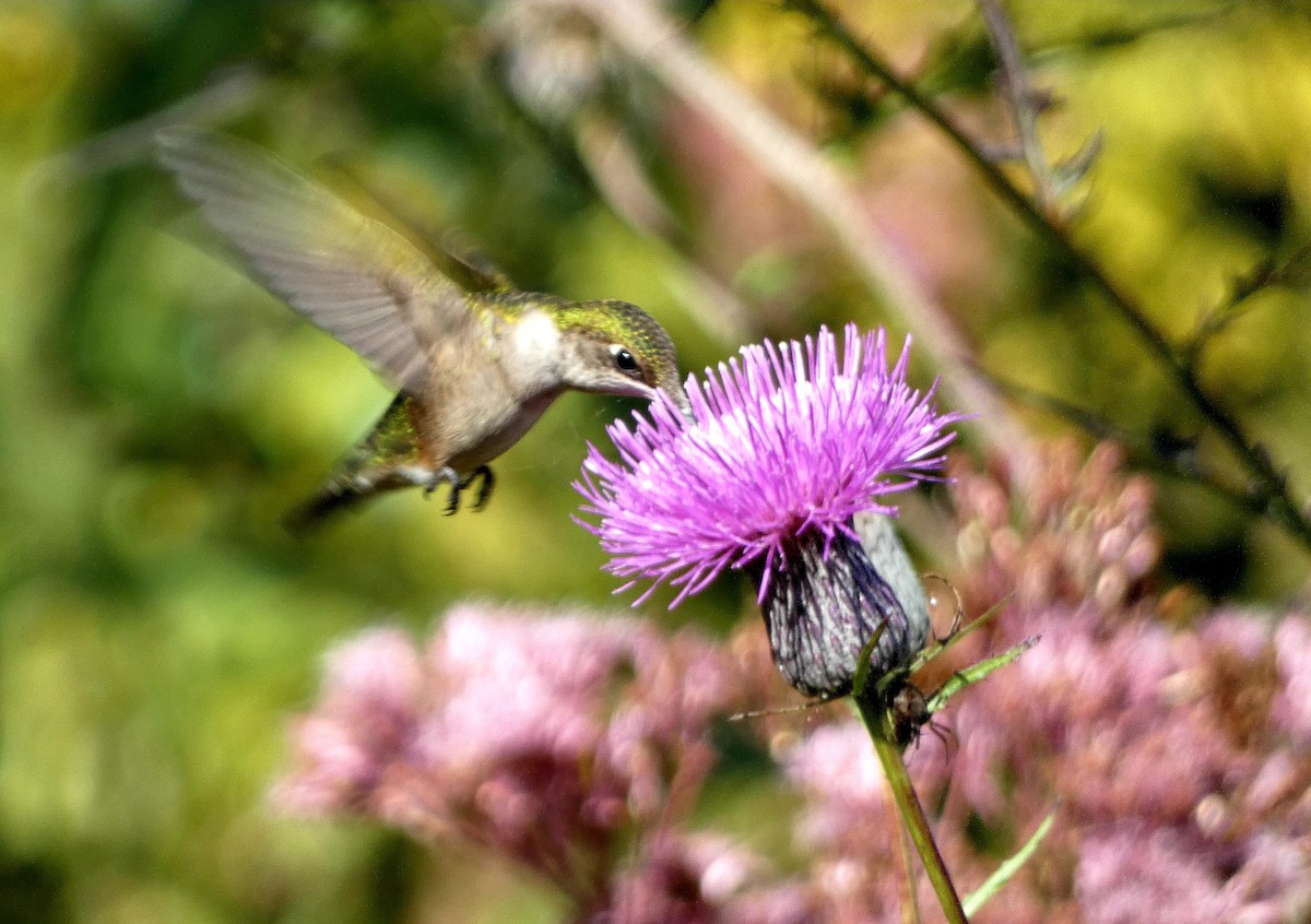 Ruby-throated Hummingbird - ML642017169