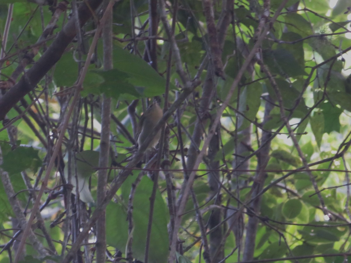 Tennessee Warbler - ML642017171