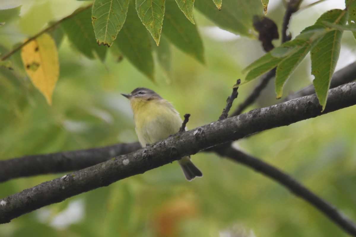 Philadelphia Vireo - ML642017173