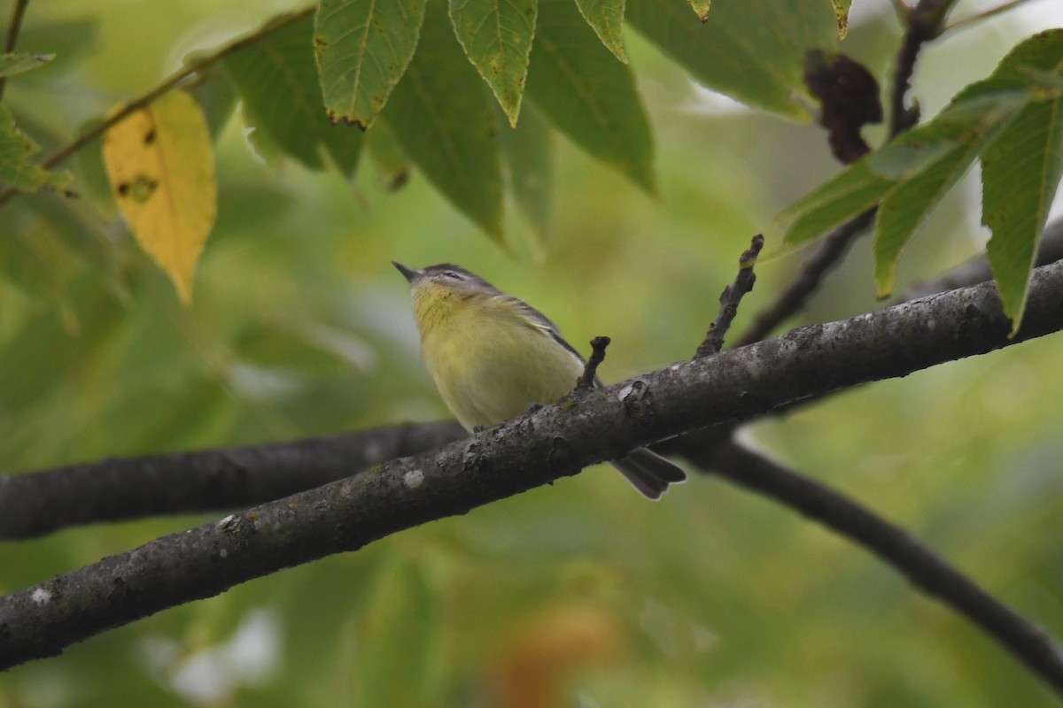 Philadelphia Vireo - ML642017174