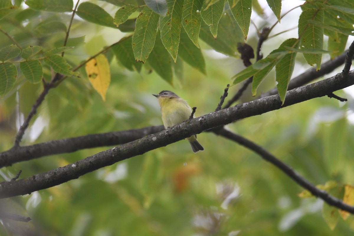 Philadelphia Vireo - ML642017176