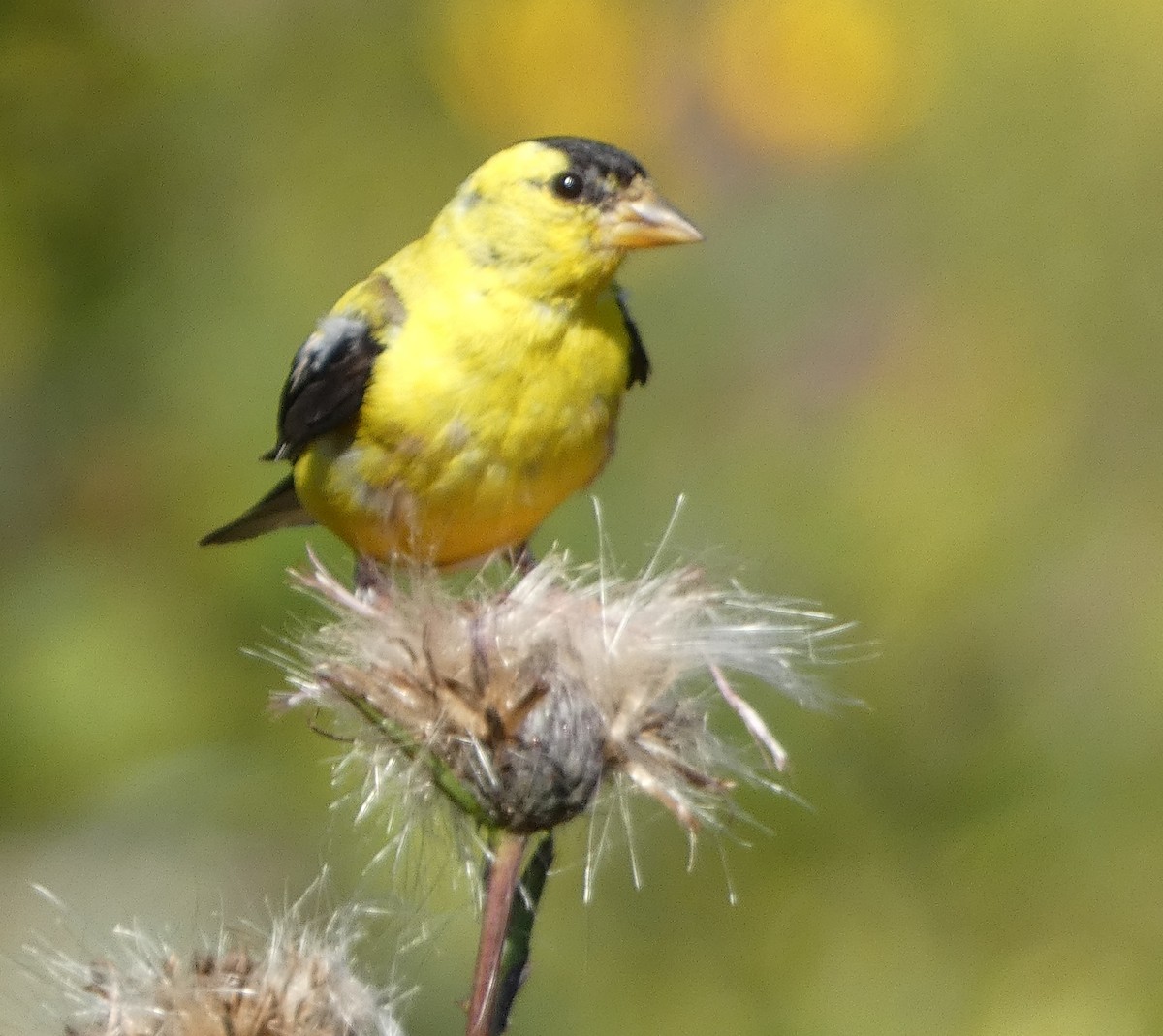 American Goldfinch - ML642017177