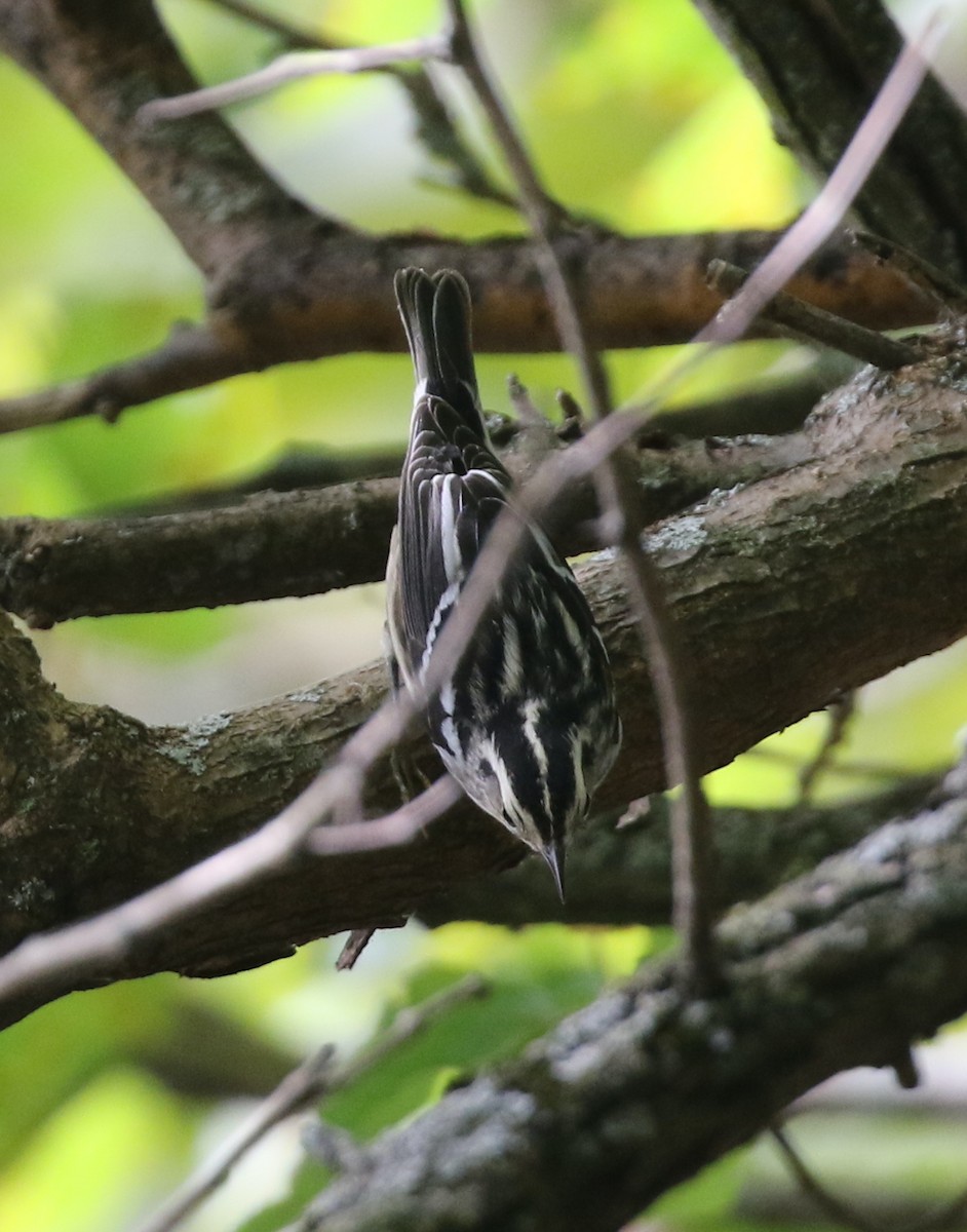 Black-and-white Warbler - ML642017178