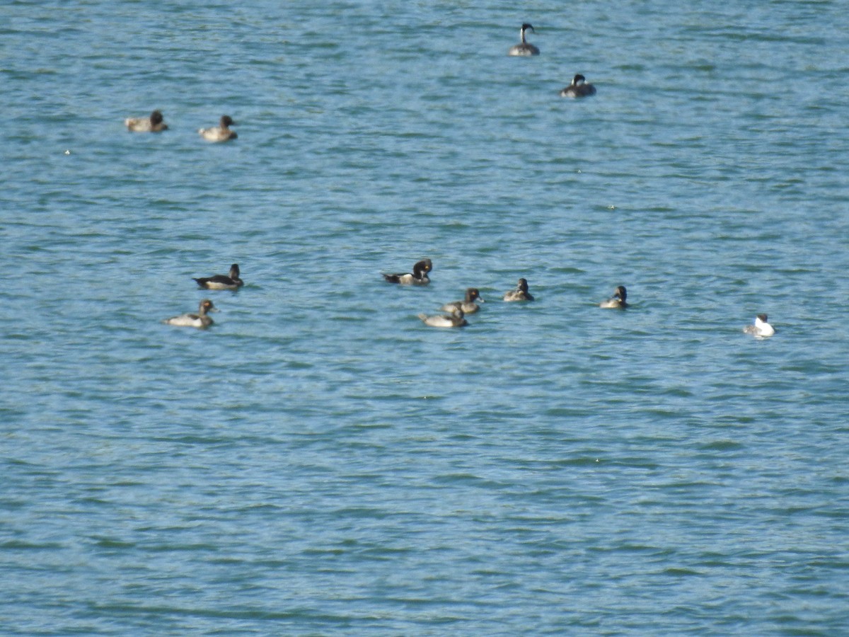 Ring-necked Duck - ML64201721