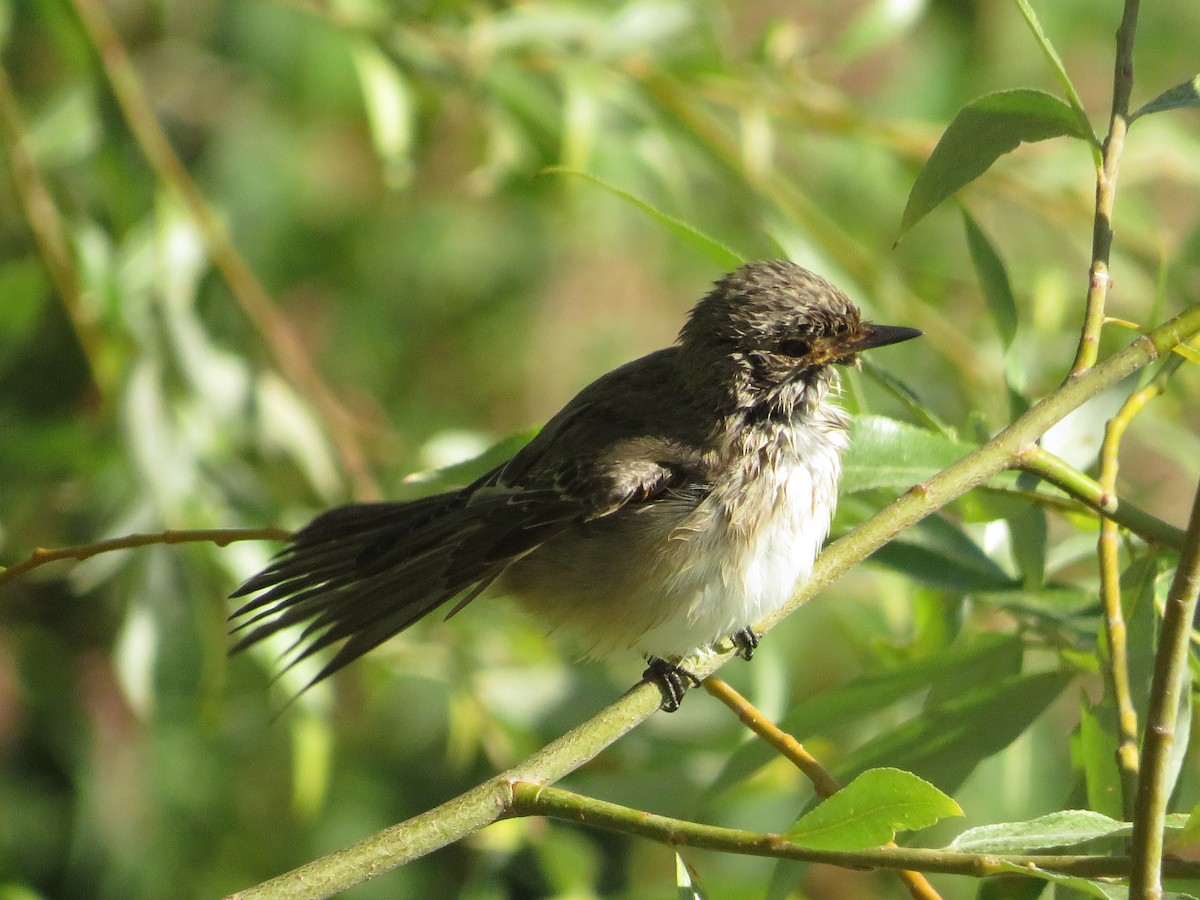 Spotted Flycatcher - ML642017232