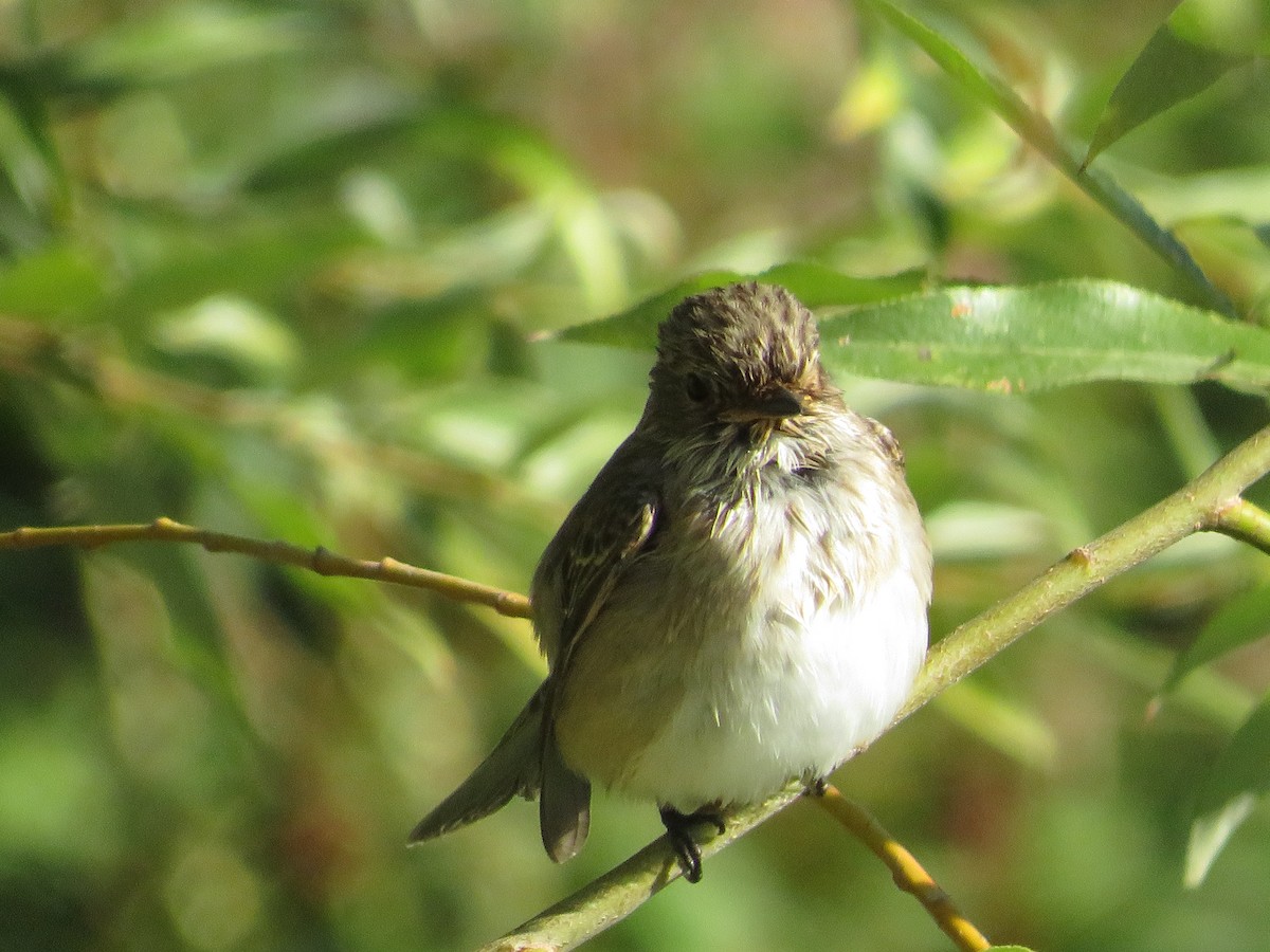 Spotted Flycatcher - ML642017233