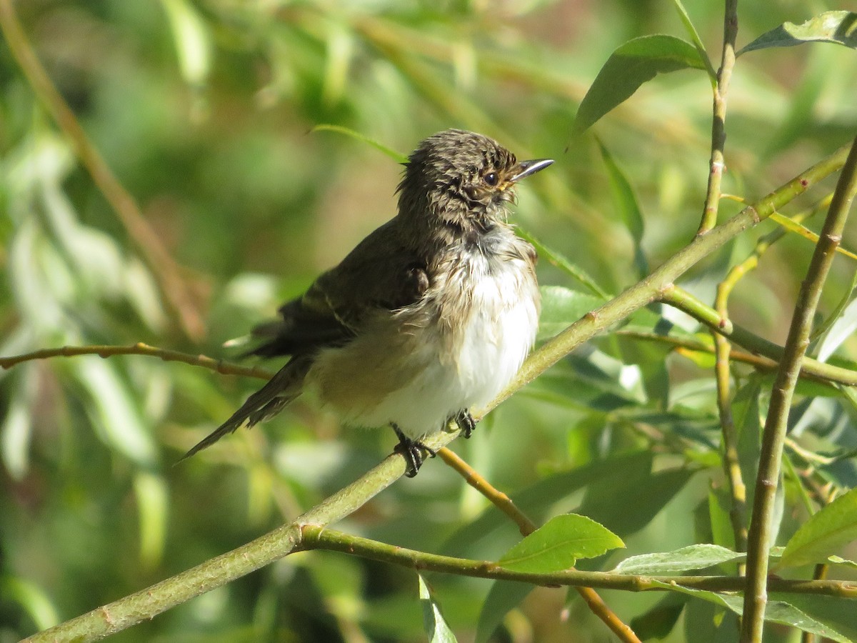 Spotted Flycatcher - ML642017236