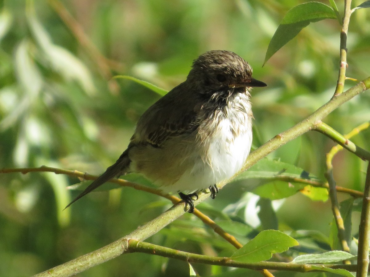 Spotted Flycatcher - ML642017237