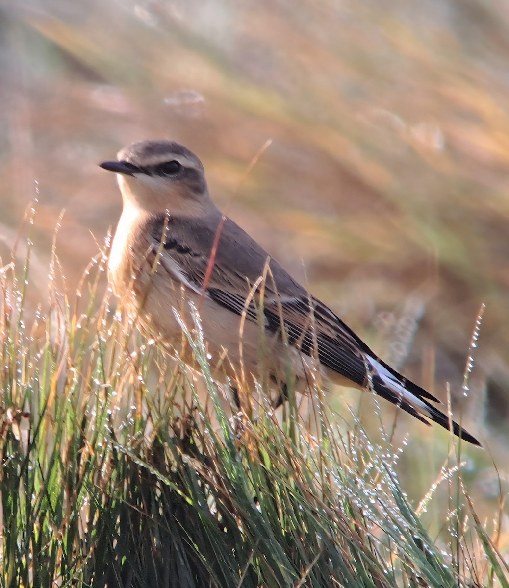 Northern Wheatear - ML642017243