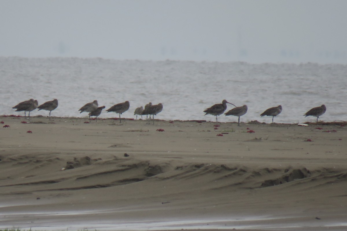 Eurasian Curlew - ML642017247