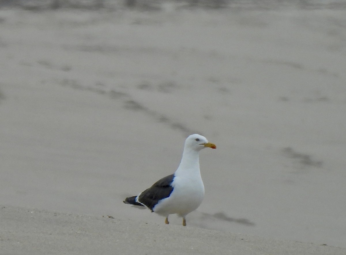 Lesser Black-backed Gull - ML642017249